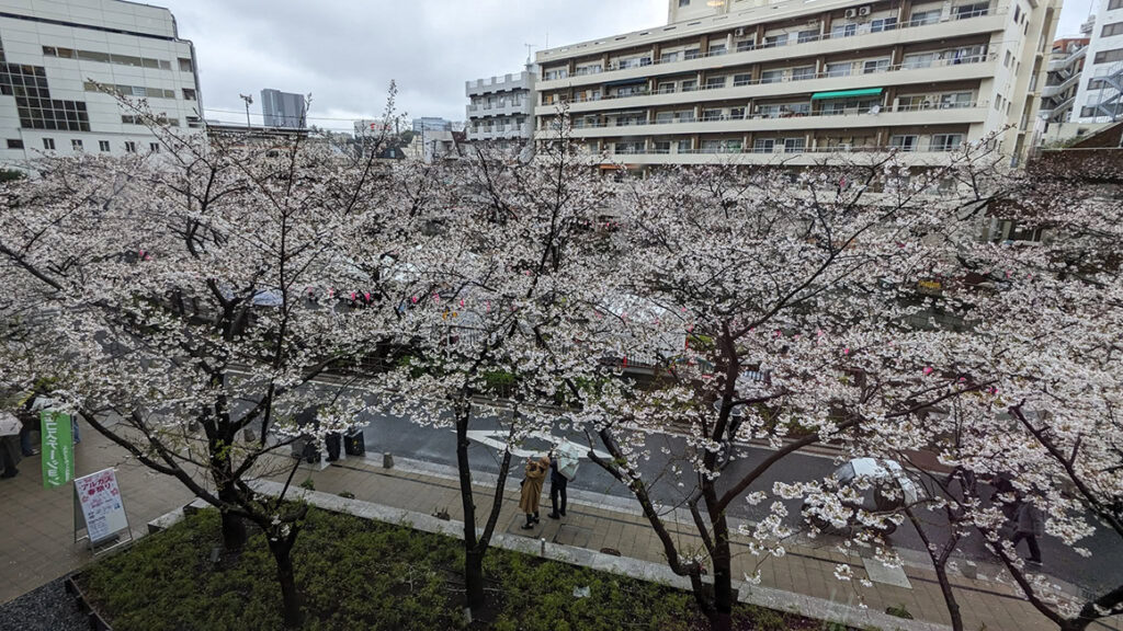 中目黒での桜まつり「いいじあ水」で感染防止対策(1)